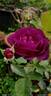 Midnight Blue ™ rose photo