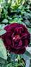 Midnight Blue ™ rose photo