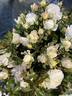 Popcorn Drift rose photo