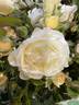 Popcorn Drift rose photo