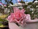 Mabelle Stearns rose photo
