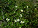 Basye's Amphidiploid Seedling 86-3 rose photo