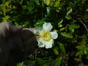 Basye's Amphidiploid Seedling 86-3 rose photo