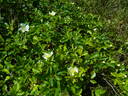 Basye's Amphidiploid Seedling 86-3 rose photo