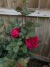 Sweet Spirit rose photo