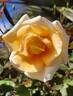 Lady Hillingdon (Tea, Lowe rose photo