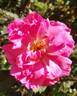 Dornröschen rose photo