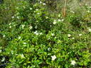Basye's Amphidiploid Seedling 86-3 rose photo