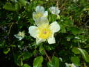 Basye's Amphidiploid Seedling 86-3 rose photo