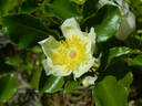 Basye's Amphidiploid Seedling 86-3 rose photo