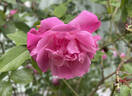 Alice Hamilton rose photo