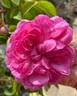 Sydonie rose photo