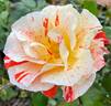 City of Carlsbad ™ rose photo