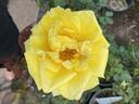 Sunbright ® rose photo
