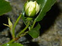 Basye's Amphidiploid Seedling 86-3 rose photo