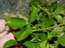 Basye's Amphidiploid Seedling 86-3 rose photo