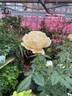 Doubloons rose photo