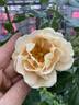 Doubloons rose photo