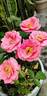 Tangerine Dream ™ rose photo