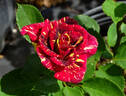 Abracadabra rose photo