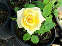 Aerobic® rose photo