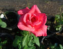 Aladdin's Dream rose photo