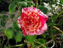 All American Magic ™ rose photo