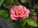 Almondeen rose photo