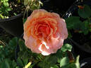 Anna's Promise rose photo