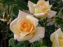 Anne Morrow Lindbergh rose photo