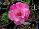 Annie Davidson rose photo