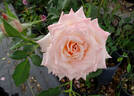 April Hamer rose photo