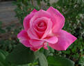 Aquarius rose photo