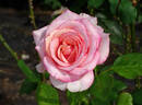 Attracta rose photo