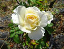 Auckland Metro rose photo