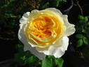 Beatrice rose photo