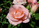 Belami rose photo