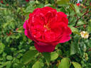 Benjamin Britten rose photo