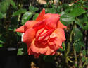 Bettina ® rose photo