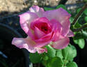 Beverly rose photo