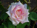 Biedermeier ® rose photo
