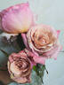 Pinkerbelle™ rose photo