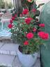 Darcey Bussell rose photo