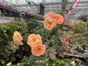 Doubloons rose photo