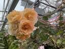 Doubloons rose photo