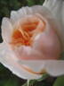 Floriana rose photo
