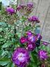 Veilchenblau rose photo