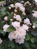 Rosier de Banks à fleurs blanches rose photo