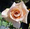 Irish Crème rose photo