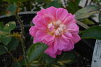 Treasure Trail rose photo